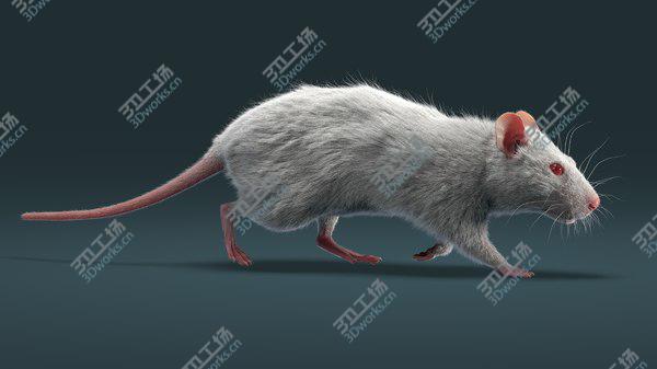 images/goods_img/20210312/Rat Fur Animated 3D model/4.jpg